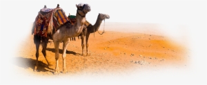Camel Png Clipart - Desert Camel Png #939383