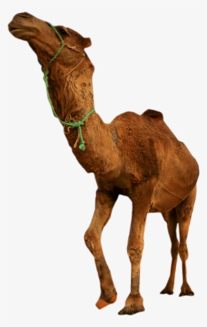 Desert Camel Standing Png Image - Desert Transparent Background #939555