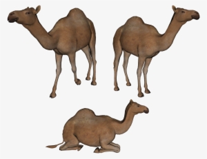 Camel Png Photo - Camels Clipart Png #939635