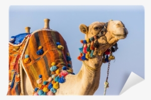 The Muzzle Of The African Camel Wall Mural - Cammello Africano #939702