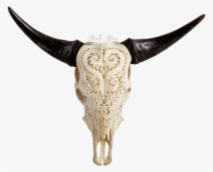Cow Skulls Xl Horns - Horned Antelope Skull Transparent #939720