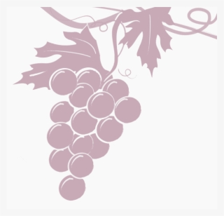 Grapevine-transparent - Illustration #9302984 Grapevine-transparent - Illustration #9302984
