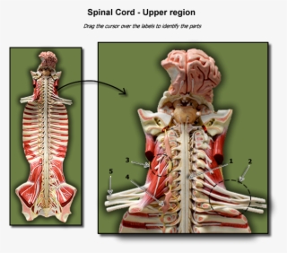 Upper Region Of Spinal Cord - Skeleton #9303204