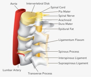 Spinal Tap Diagram - Diagram #9303299