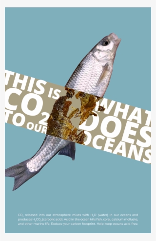 Long Nose Gar #9306117