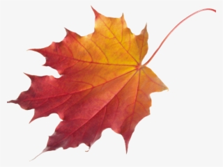 Autumn Leaves Clipart Chinar - Autumn Maple Leaf Png #9306416