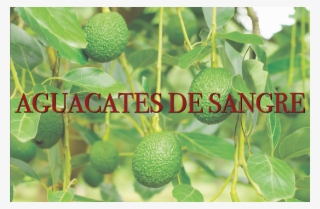 “el Aguacate Es El Diamante De Sangre De México” - Avocado #9306954