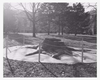 Historical Stump - Monochrome #9308735