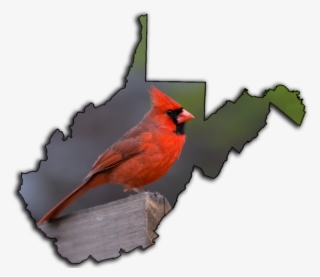 Male Cardinal One Of Themost Recognizable Birdswest #9309762