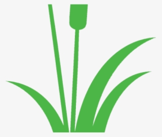 Single Clipart Cattail #9311107