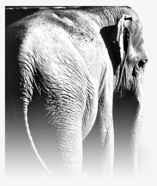 Last Year You Saved Myanmar's Elephants - Indian Elephant #9311268