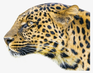 Free Png Download Leopard Png Images Background Png - Leopard #9312733 Free Png Download Leopard Png Images Background Png - Leopard #9312733