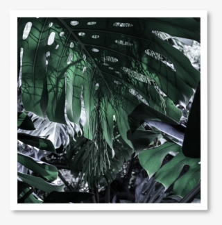 Green Day ~ N° - Tree #9314854