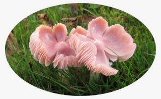 Main Menu - Pink Fungus Uk #9317032