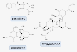 What Brought You To Work With Fungi - Diagram #9317114