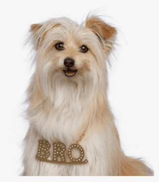 Brody - Pup Star 4 Pup Star Christmas Brody #9321620