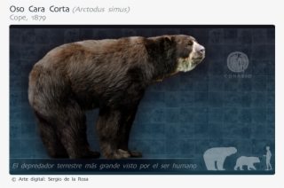 Parientes Vivos Más Cercanos - Grizzly Bear #9322703