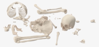 #skeleton #bones #brokenskeleton #graphicdesign #png - Skull #9323749