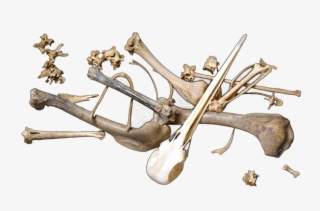 Share This Image - Scattered Bones Transparent #9323988