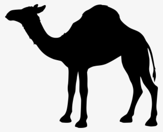 Download Png - Sombra De Camello Png #9324246