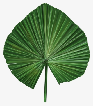 Vector Illustrations Of Exotic Leaves - Sabal Palmetto #9324376