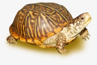 Ornate Box Turtle Female - Ornate Box Turtle #9324752