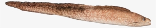 Easter Island Moray Eel - Lye Roll #9325096