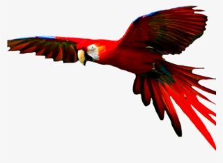 Macaw Png Transparent Images - Colorful Bird Flying Png #9325700