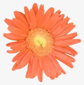 Gerber Daisy Orange - Noppenball 5cm #9327476