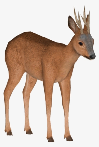 Siberian Roe Deer - Roe Deer #9328236