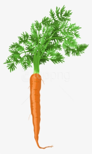 Carrot Png Png - Carrot Png #9330186
