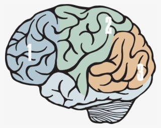 Magazine Illustration Of A Brain, With Sections Labeled #9330761