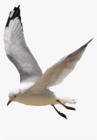 Picsart Manipulation Editing - Hd Manipulation Png 2018 #9330996