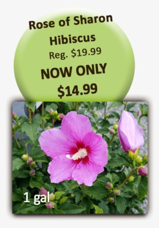 Rose Of Sharon - Chinese Hibiscus #9331259