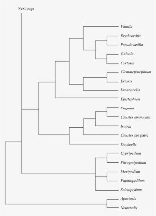 Cladogram Of Apostasioideae, Cypripedioideae, And Vanilloideae - Diagram #9331882