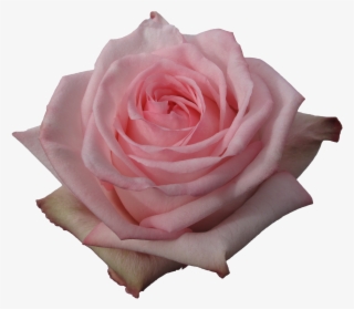 Rose - Floribunda #9333005