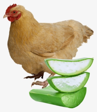 Aloe As Growth Enhancer In Chickens Blend Of Botanical - Aloe Vera Plant With Transparent Background #9333195
