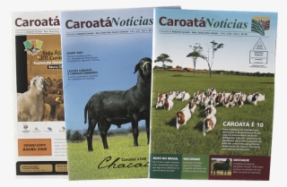 1360 - Goat #9337283