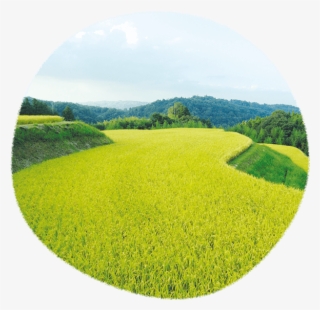 Mochikichi's Rice Cracker Artisans Specially Select - Field #9337509