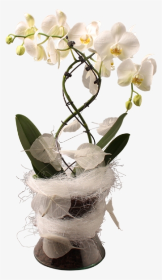 600 X 600 0 - Moth Orchid #9338210