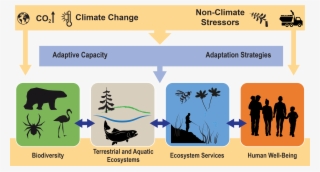 Diagram Using Arrows To Connect A Series Of Boxes Containing - Silhouette #9339058