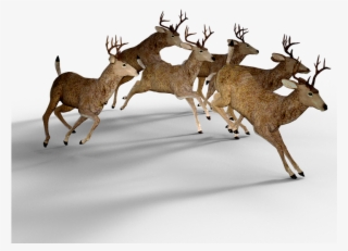 Deer Free Png Transparent Background Images Free Download - Most Deer Population #9339742
