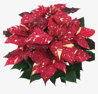 Primero Red Glitter* - Red Glitter Poinsettia #9340027