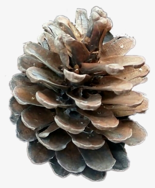 Pinecone Sticker - Mexican Pinyon #9342941