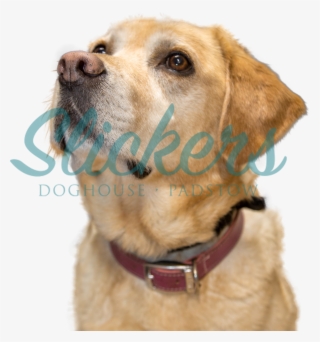 Christmas Festival - Photo #9345000