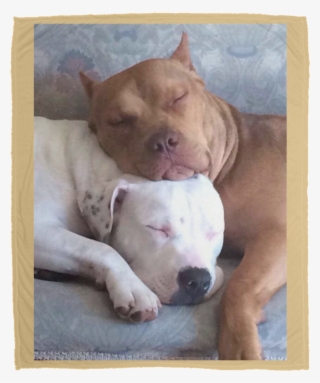Pitty Luv Large Velveteen Micro Fleece Blanket - Puppy #9345928