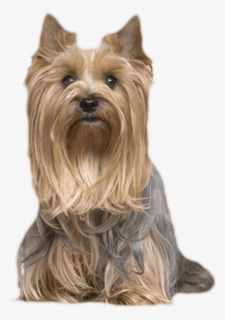 Similar Breeds - Australian Silky Terrier #9346812