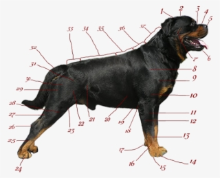 Rottweiler - Rottweiler Dog Png - Free Transparent PNG Download - PNGkey