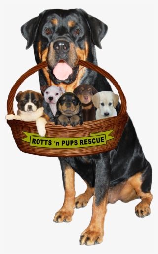 A 501 (3) Public Charity #9347524