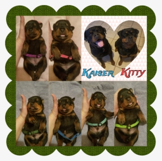 Rottweiler Puppies - Polish Hunting Dog #9347878